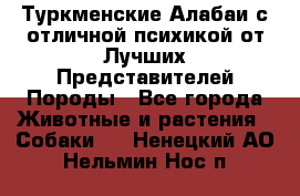 Туркменские Алабаи с отличной психикой от Лучших Представителей Породы - Все города Животные и растения » Собаки   . Ненецкий АО,Нельмин Нос п.